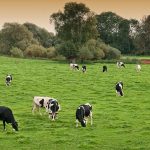 September farmgate milk prices remain stable