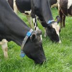 Tasmanian Institute of Agriculture research dairy cows using MooMonitor