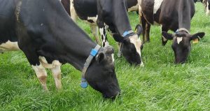 Tasmanian Institute of Agriculture research dairy cows using MooMonitor