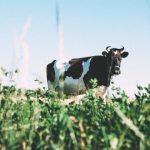 Victorian govt announces 55m for dairy research