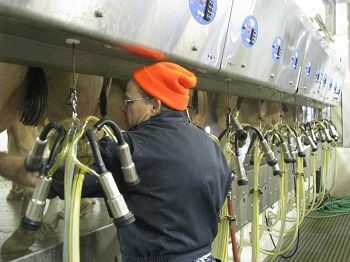 2020 Iowa dairy industry