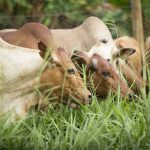 A grass native to Africa could transform the continents dairy yields. Heres how