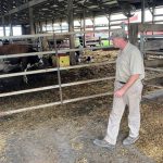 Applications for large feedlots down in Minnesota