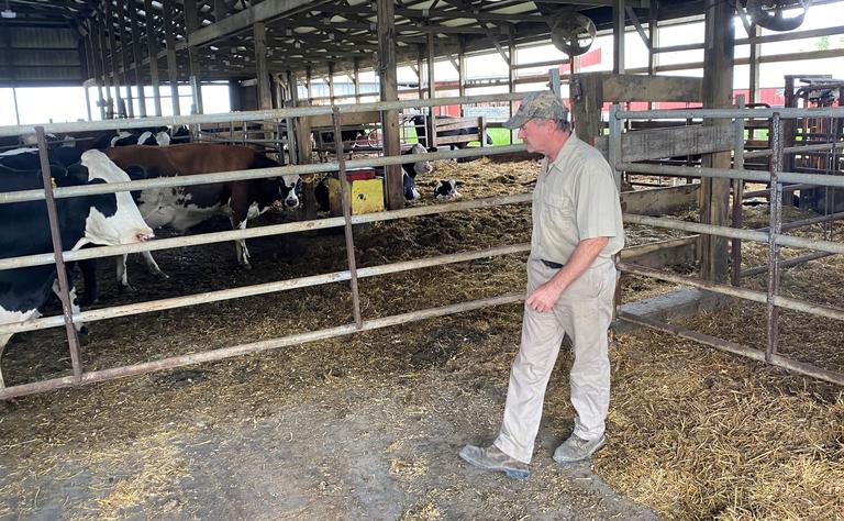 Applications for large feedlots down in Minnesota - EdairyNews - EN