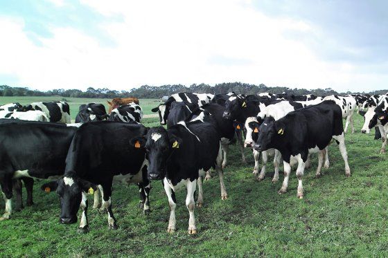 Australia Working on the cows of the future