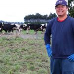 Australia pinches NZs migrant dairy workers who cannot get residency