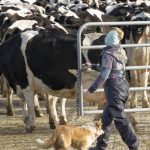 Australian Dairy Farmers identifies big issues to tackle