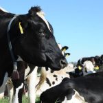 Australian Dairy industry faring well despite global challenges