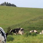 Better outlook for Tassie farmers