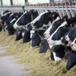 Chinese company to establish milk farming units in Pakistan