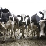 Comment major challenges for dairy profitability