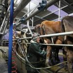 Covid 19 Dairy farmers have no time for vaccinations during calving season