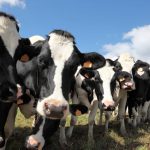 Dairy code has changed industry culture Keogh