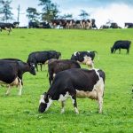 Dairy farmers cannot absorb processors rising costs