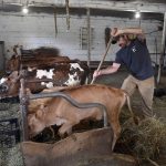 Dairy farmers have an opportunity if only the state would help