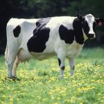 Dairy cow