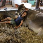 Growing New York Dairy Farm Takes Advantage of Showing