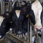 Maine lawmakers seek USDA help for dairy farmers shut out of Danone contracts