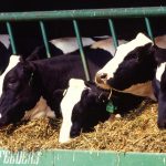 Modern day dairy crisis facing