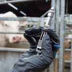 NI dairy farmers lose entire herd to bovine TB