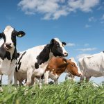 New research demonstrates increased milk production and reduced greenhouse gas emissions when dairy cows are fed canola meal