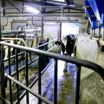 Processors called on to pay milk price ‘that reflects Ornua returns