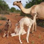 Profit making idea Growth potential for camel milk in Somaliland