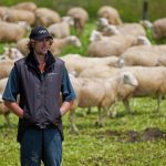 Sheep milking A milk alternative thats good for you and the environment