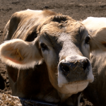 Slinger family stays connected to agriculture community to save lives