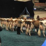 The dairy cattle are coming back to Madison