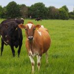 Three new dairy systems to be trialled at Lincoln University demonstration farm