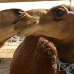 UAE camel milk gets EU green