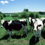 dairy cows Wisconsin Department of Natural Resources