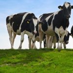 dairy cows on pasture