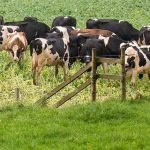 1 MAIN dairy cows on Kale 2102013 7233 c Tim Scrivener