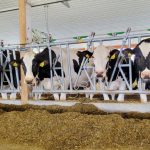 10M announced to support algae feed research for US Dairy