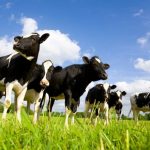 ACCC penalty for Dairy Farmers