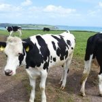 Cork has largest dairy herd in State