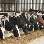 Dairy NZ chief Milk price forecasts good for farmers still face other concerns