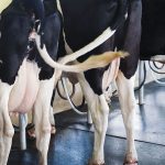 Dairy farm profits in last milk year down 48 a cow