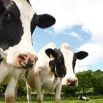 Dairy farmers cut milk production due to higher feed costs