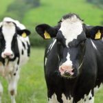 Dairy farmers need ‘meaningful milk price