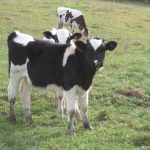 Dairy industry must address surplus calf issue