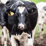 Dairy industry struggle eases with USDA aid more normal markets