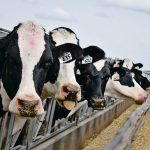 Dairy study gives canola meal high marks