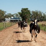 Fonterra considers selling Australian business