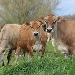 Forecast for end of year milk price is optimistic