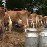 Guernsey Dairy calls for bids for unused milk products