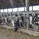 Inflation Increasing Input Costs and Lack of Labor The Trifecta of Pressures Weighing on U.S. Dairy Producers