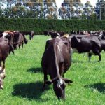 Looming costs wont take shine off Fonterra payout